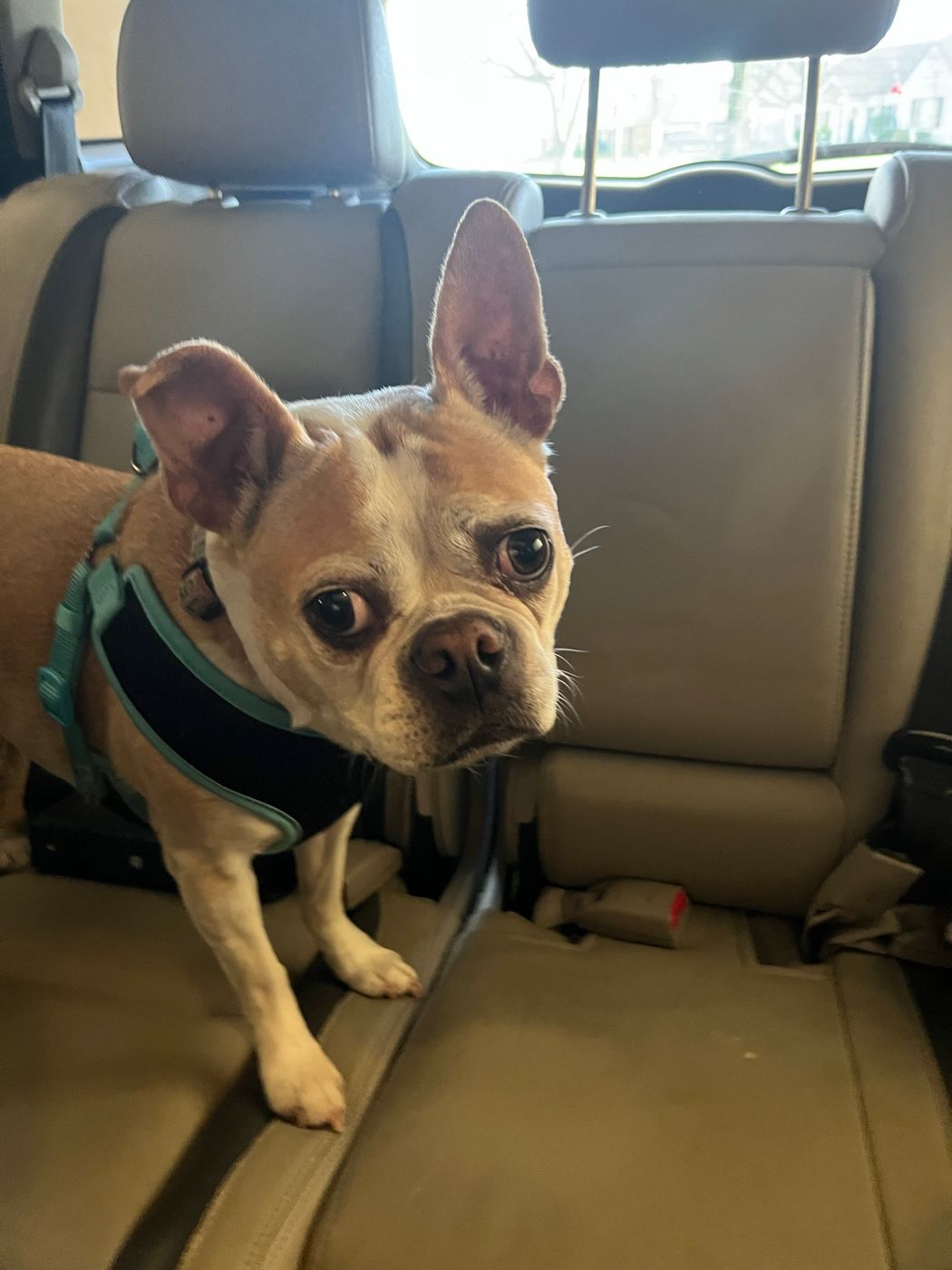 Pet photo 42