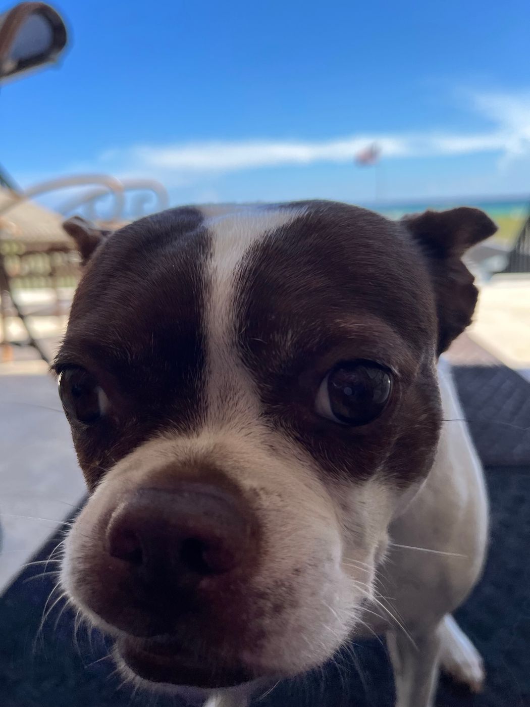 Pet photo 45
