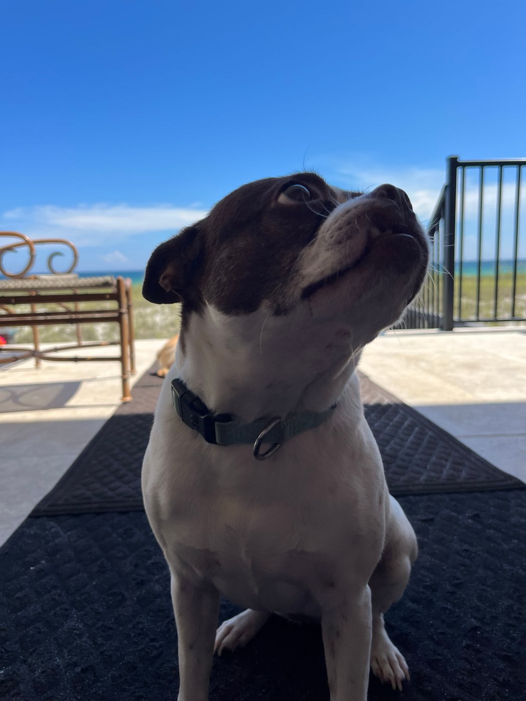 Pet photo 46