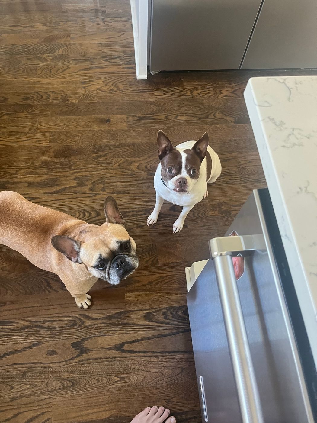 Pet photo 47