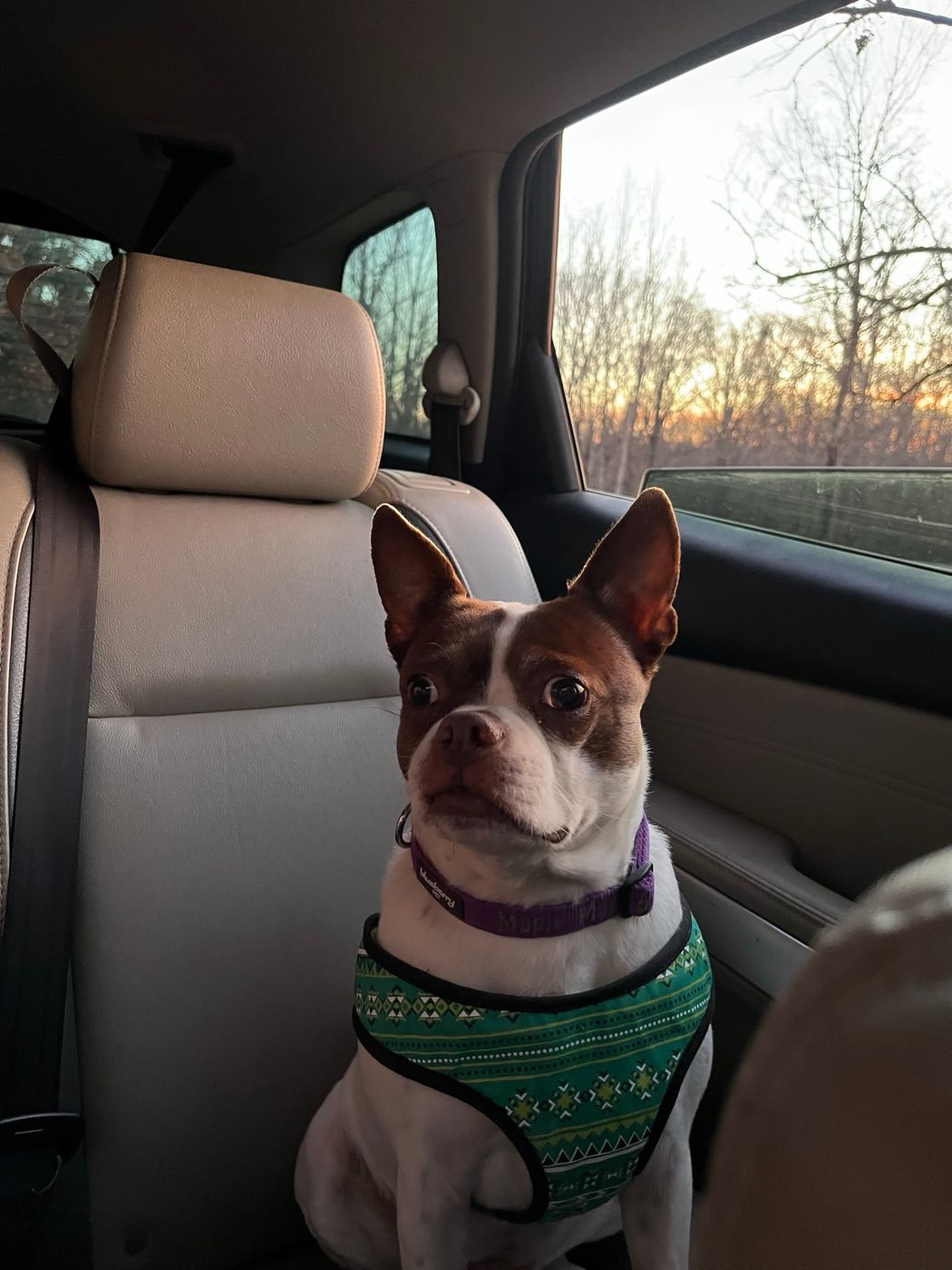 Pet photo 48