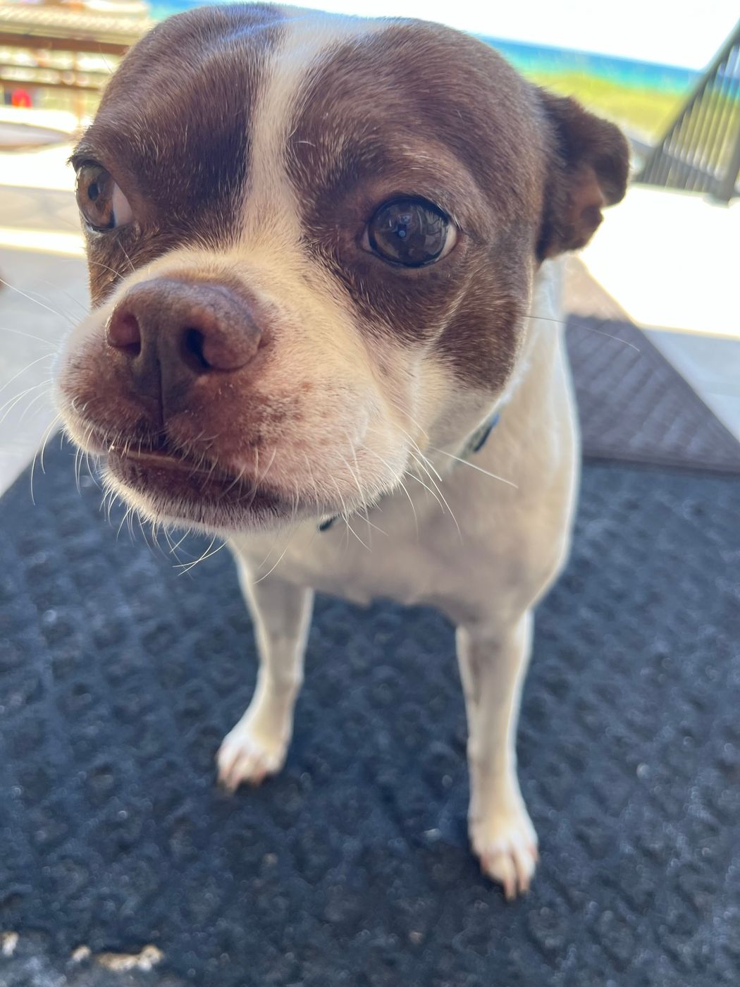 Pet photo 54