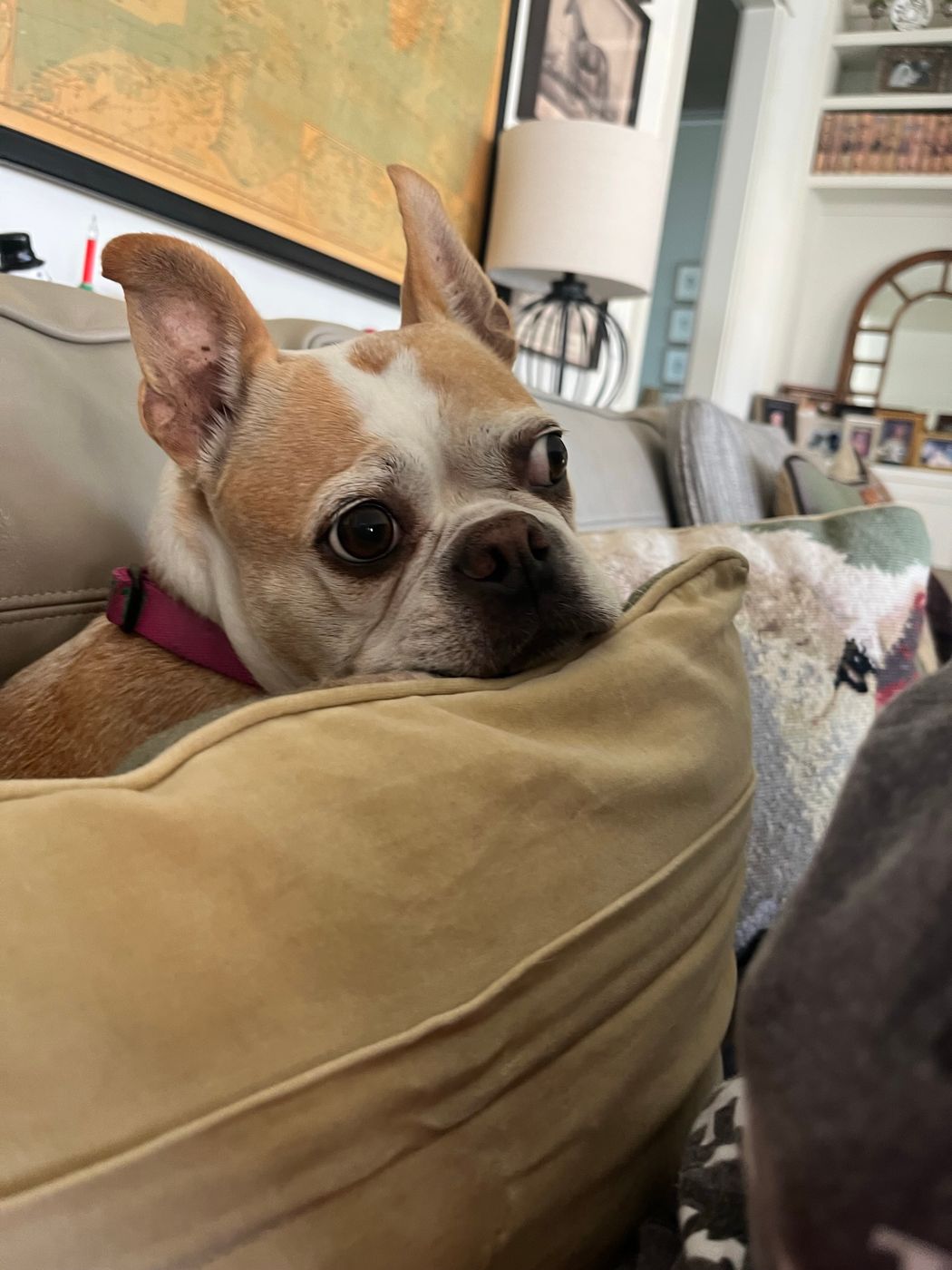 Pet photo 56