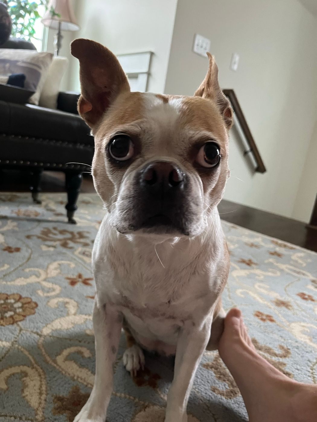 Pet photo 58