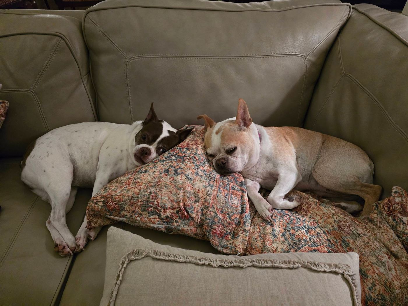 Pet photo 60