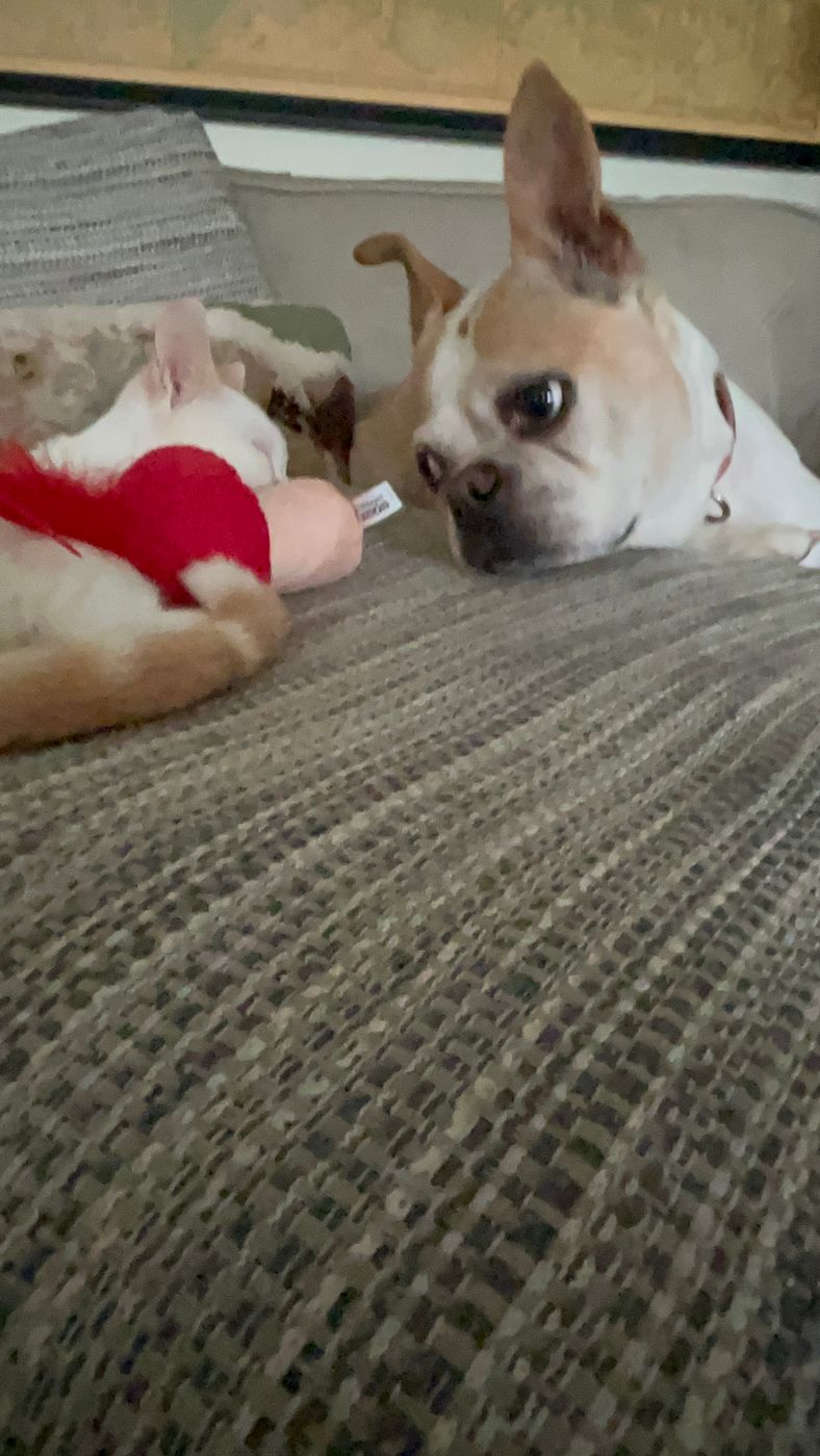 Pet photo 61