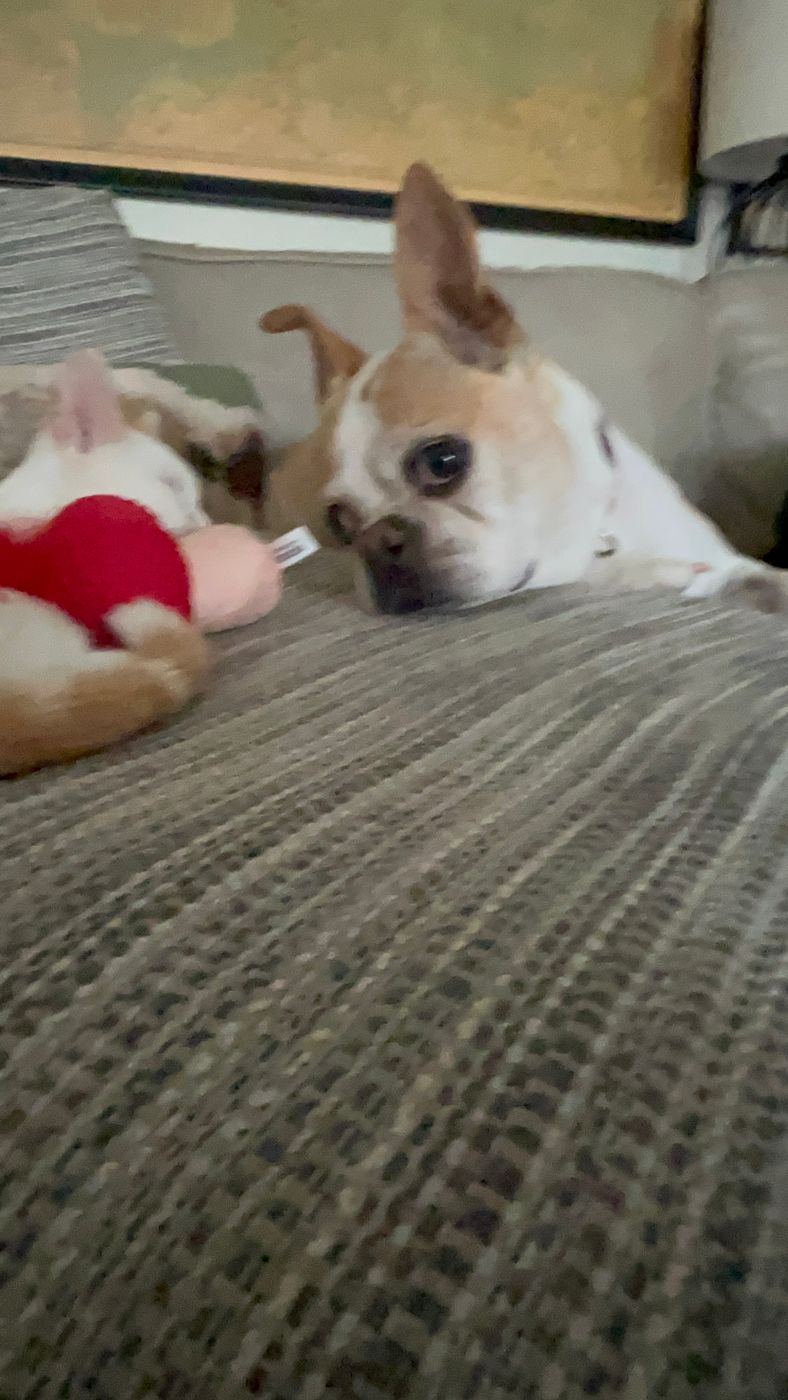 Pet photo 63