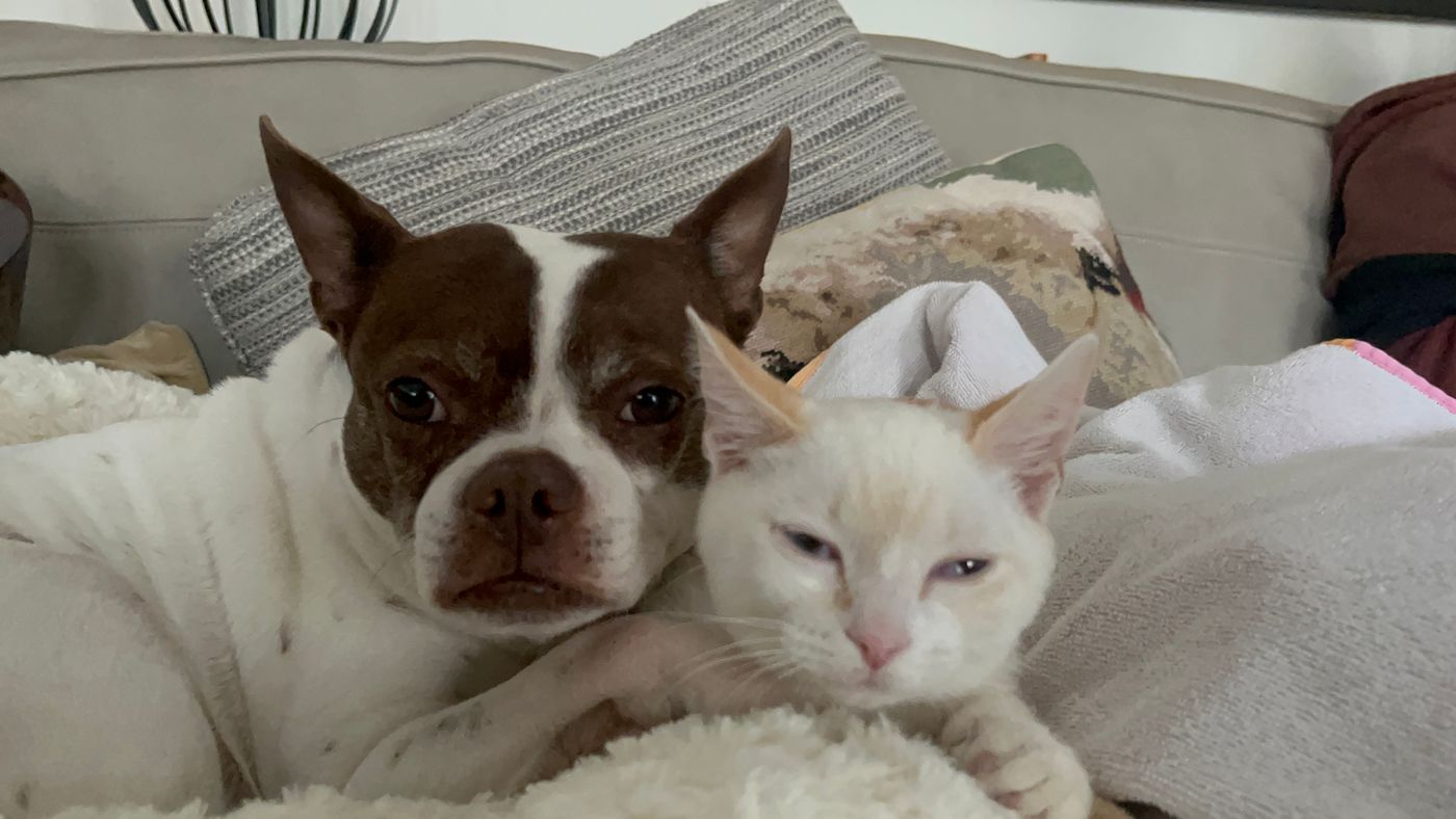 Pet photo 64