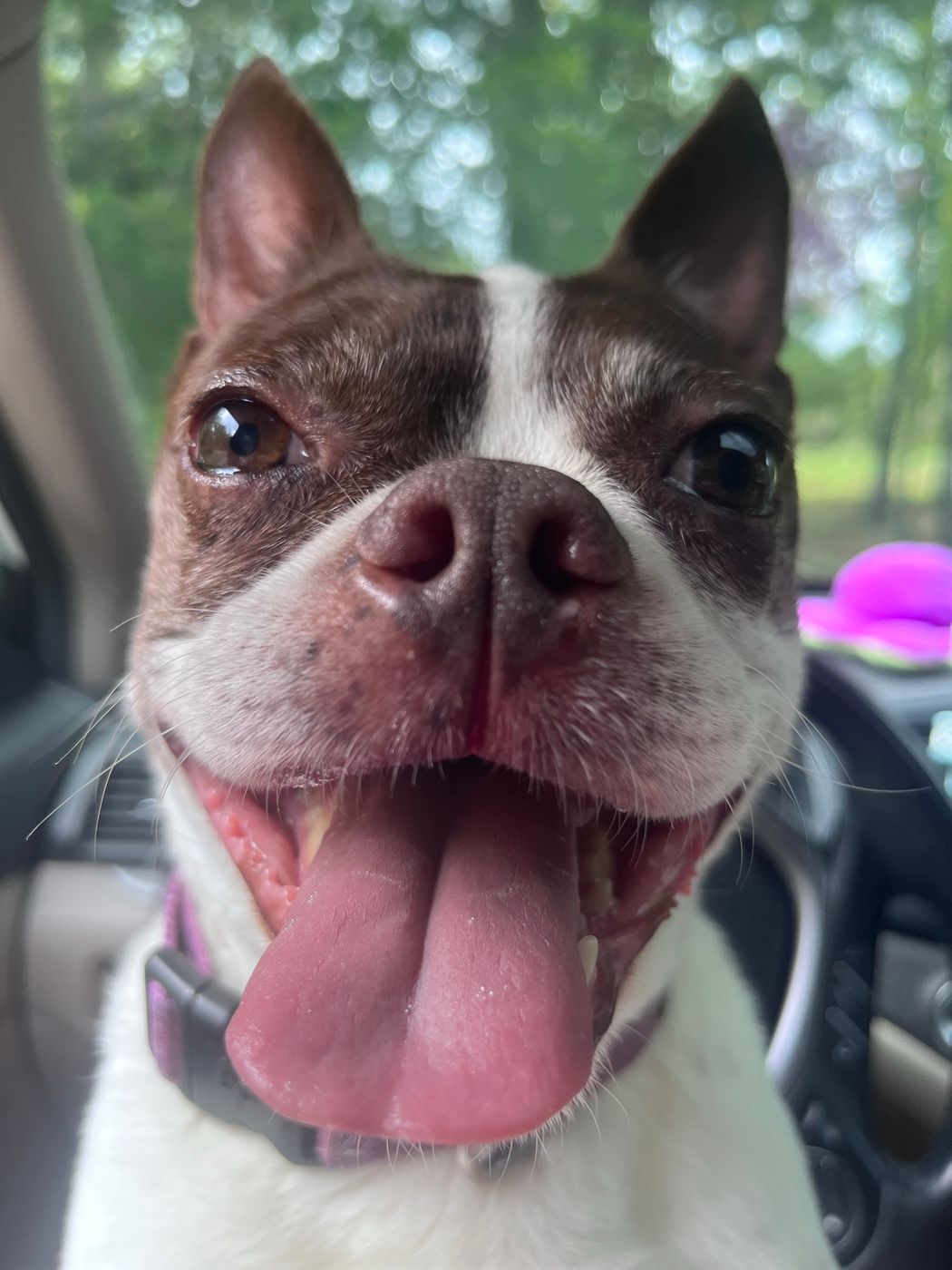 Pet photo 65