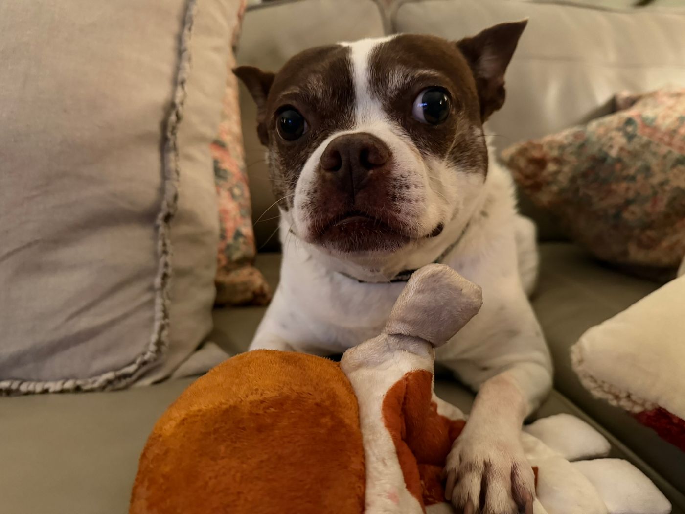 Pet photo 68