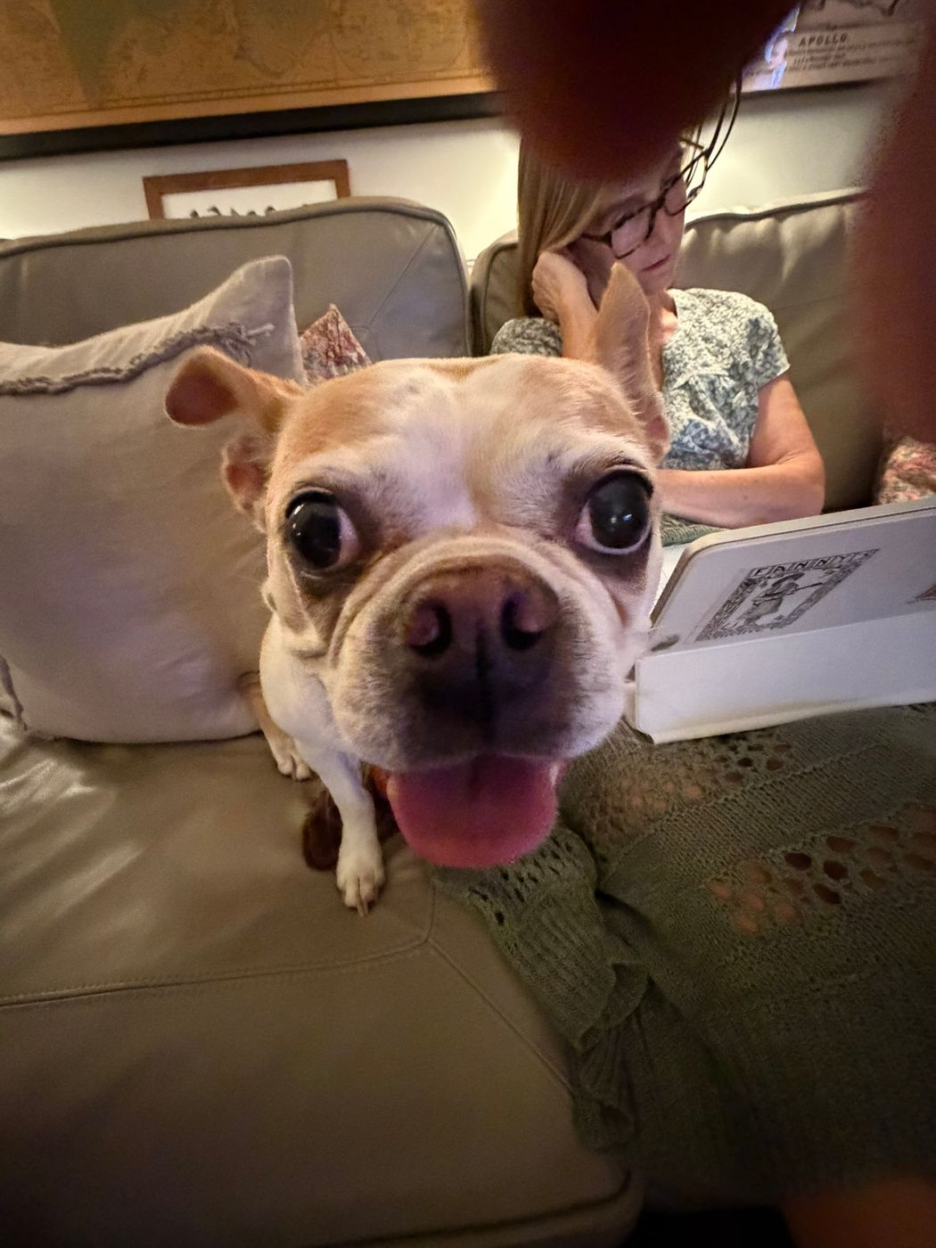 Pet photo 69