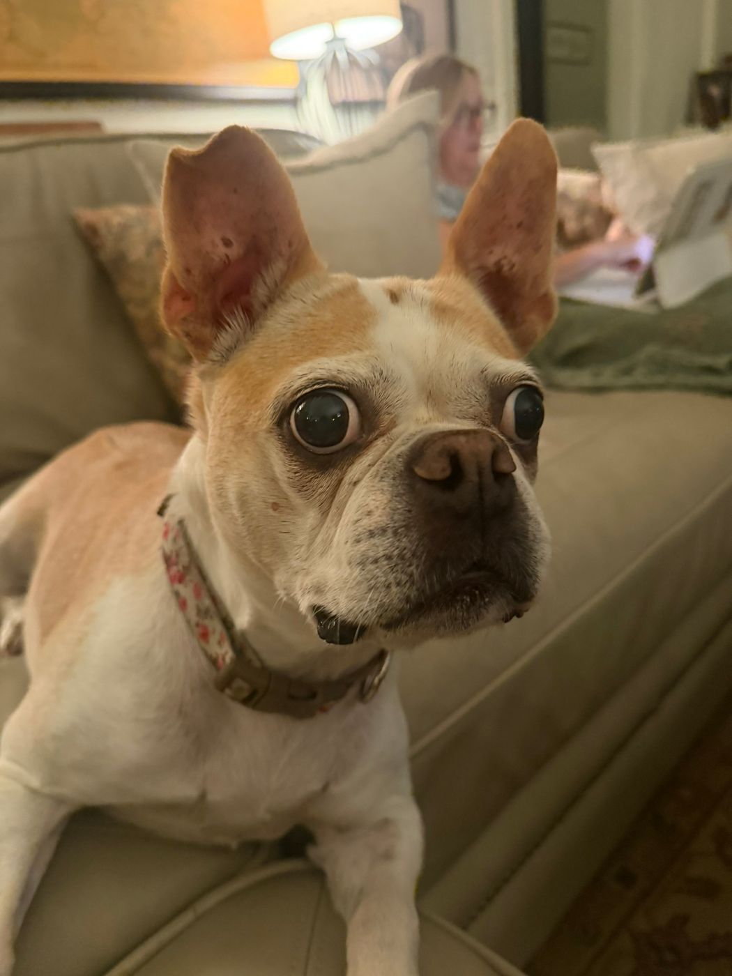 Pet photo 70