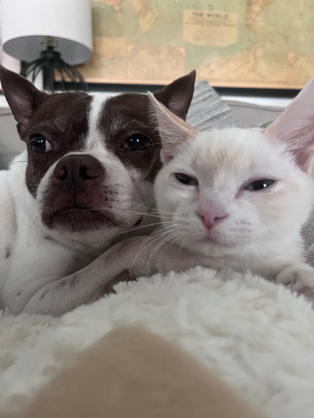 Pet photo 71