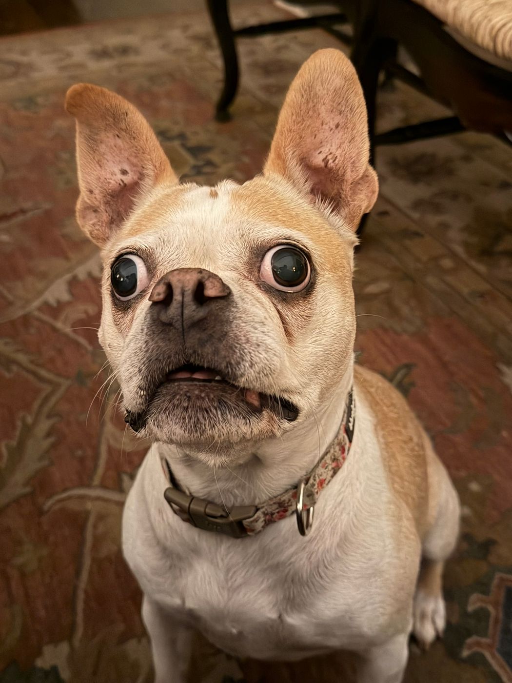 Pet photo 75