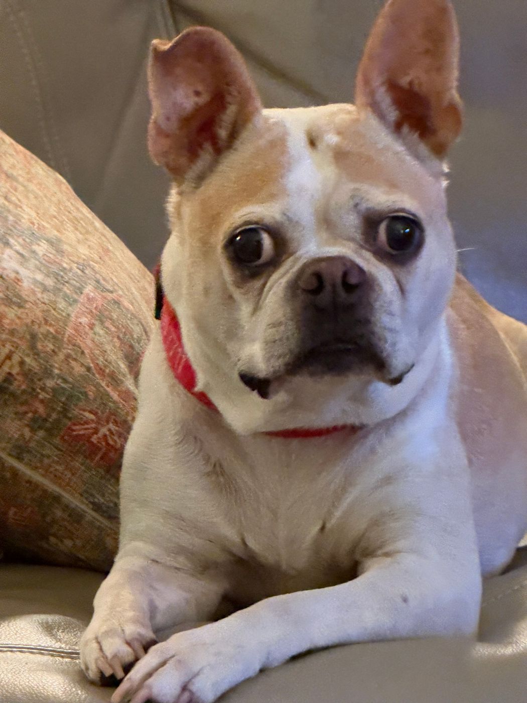Pet photo 76