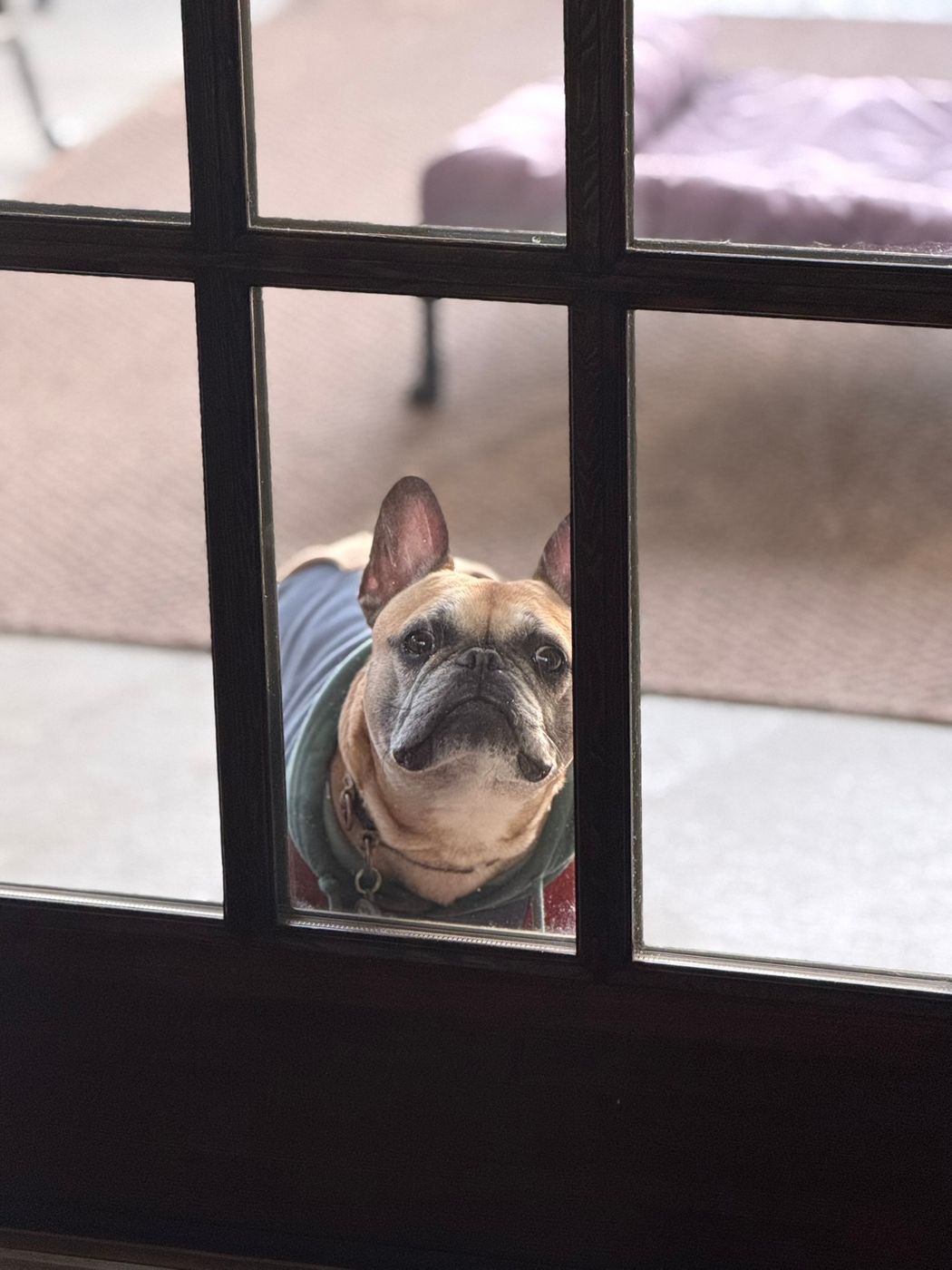 Pet photo 77