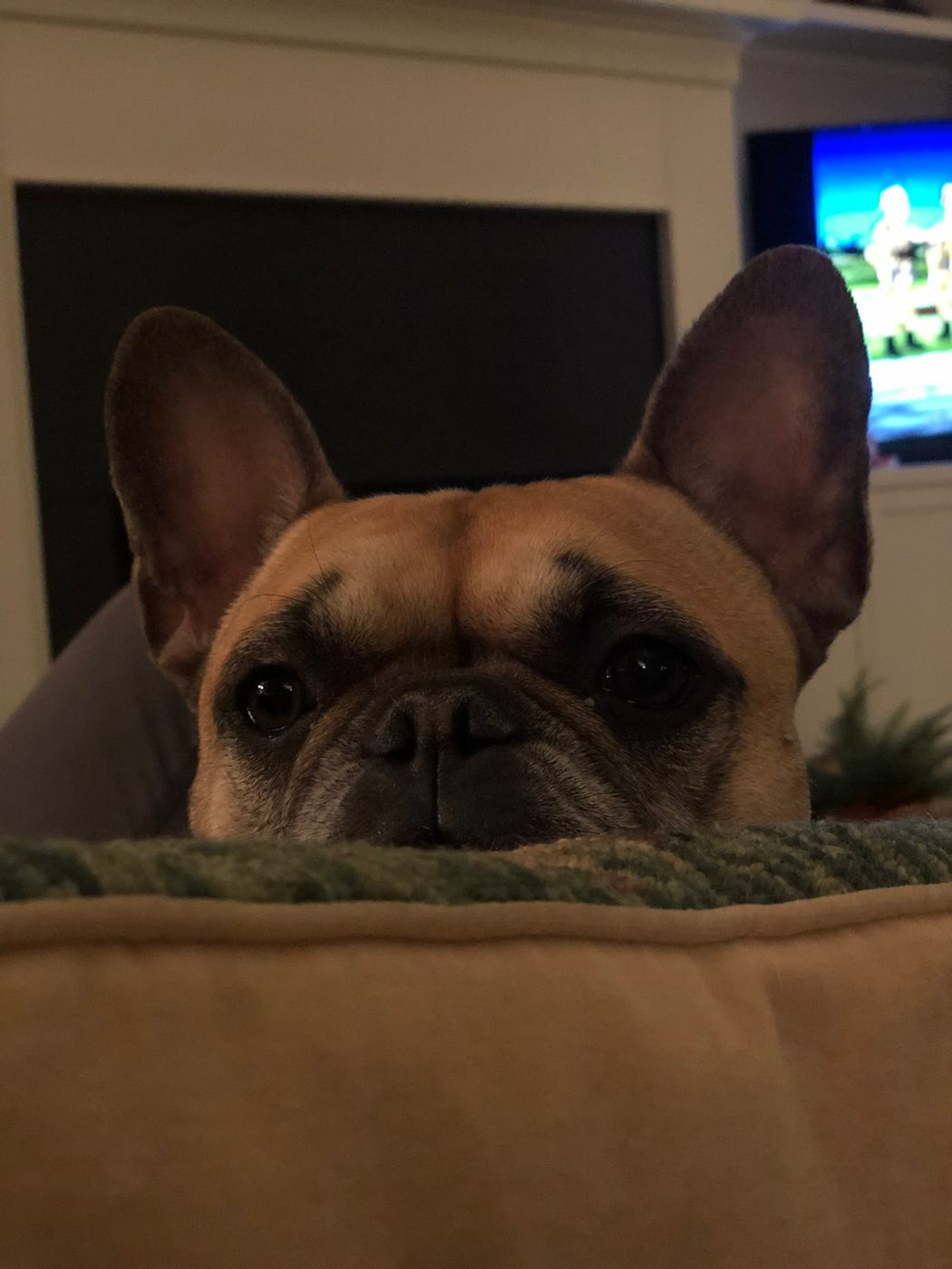 Pet photo 82