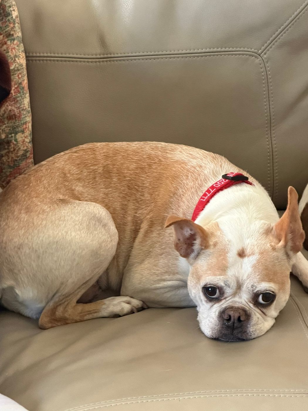 Pet photo 84