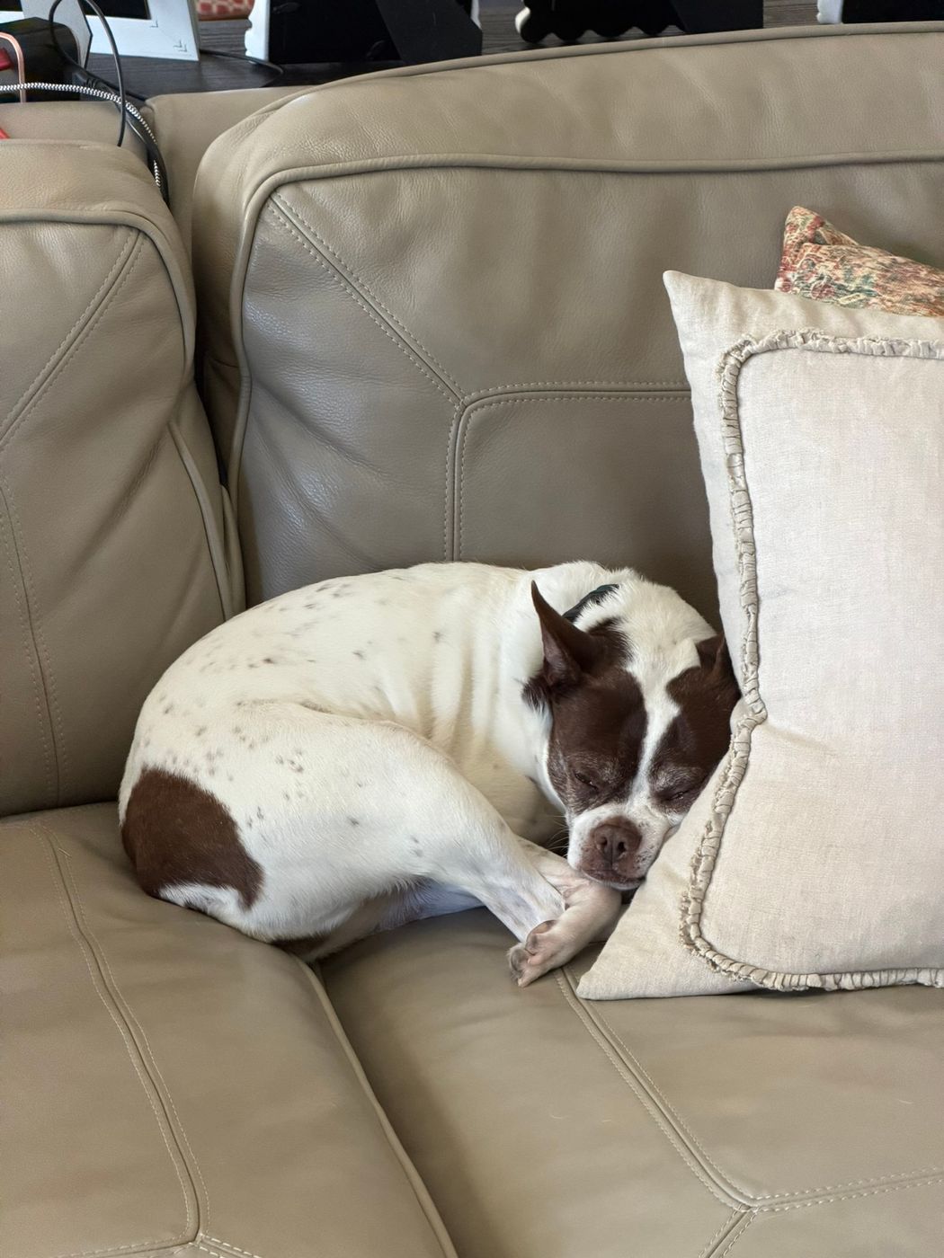 Pet photo 86