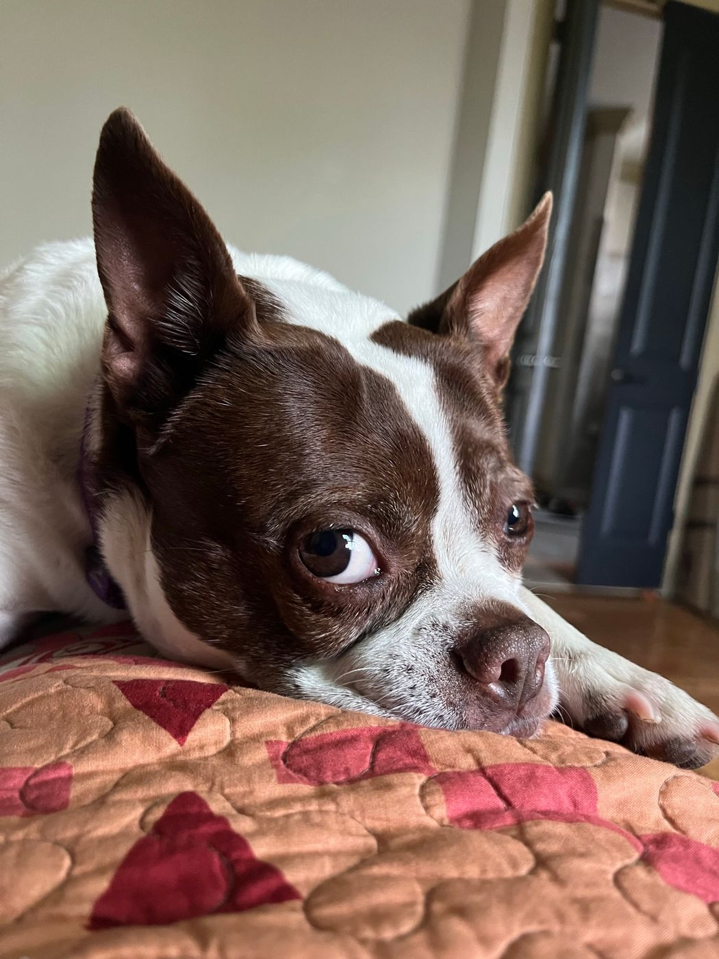 Pet photo 87