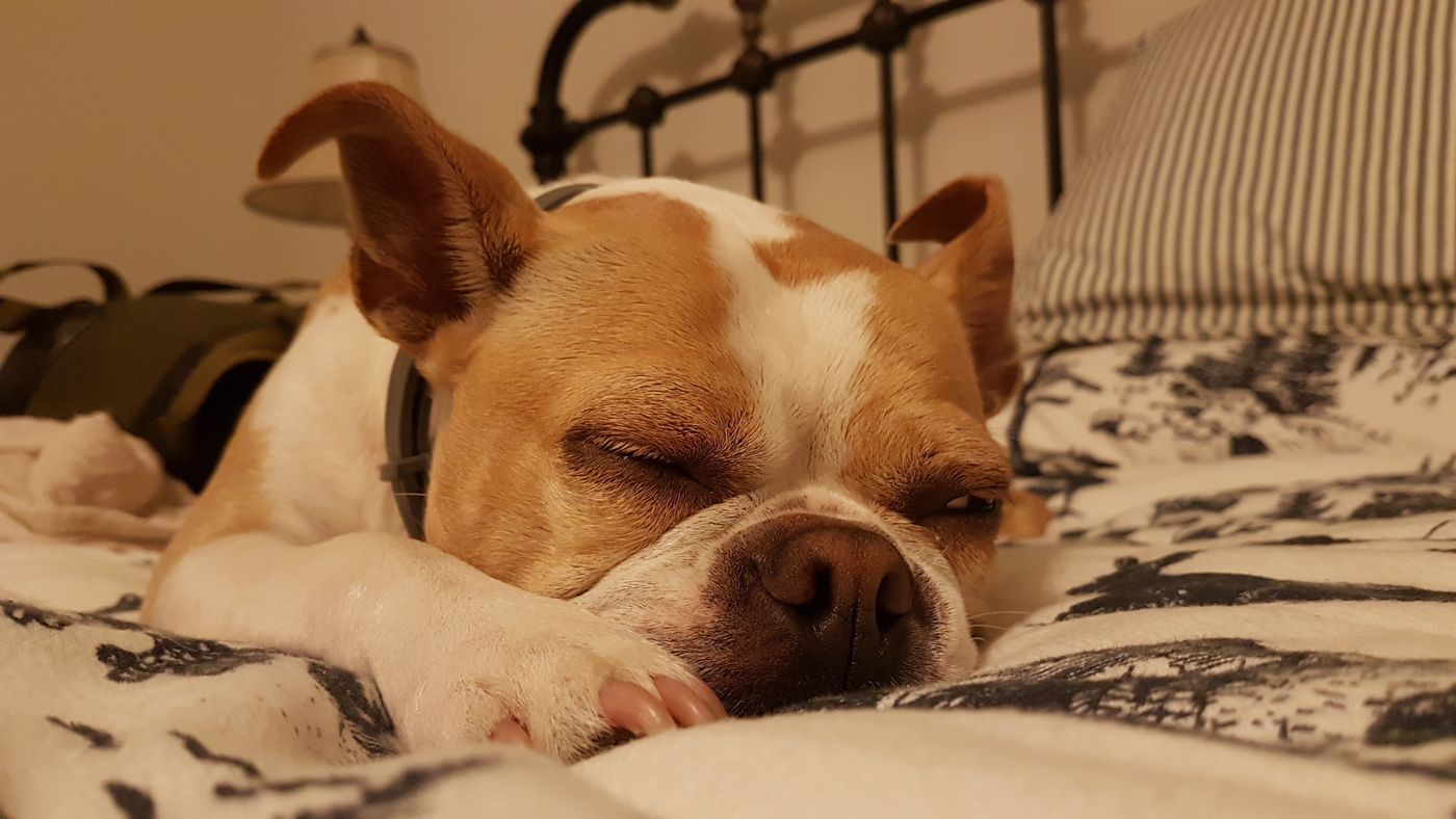 Pet photo 90