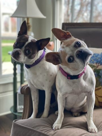 Pet archive photograph