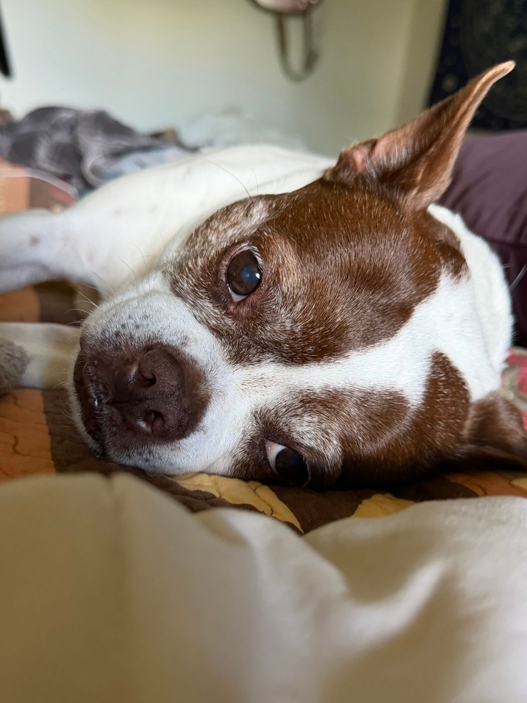 Pet photo 92