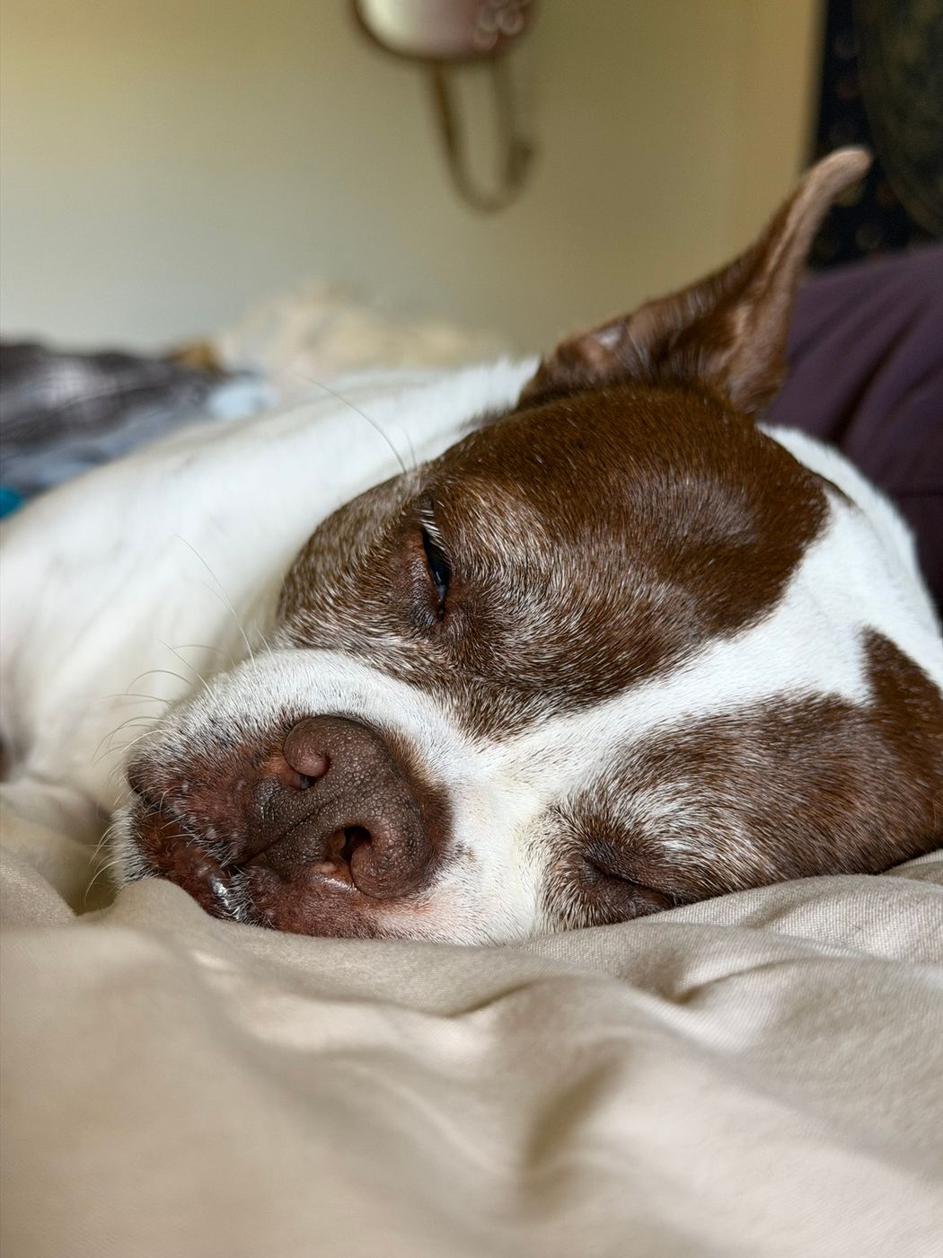 Pet photo 93