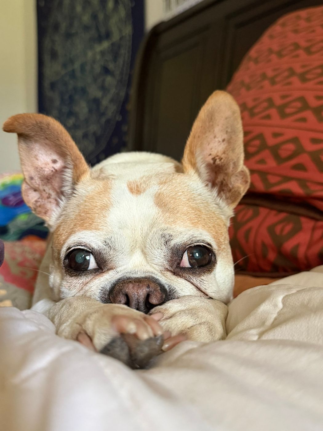 Pet photo 97