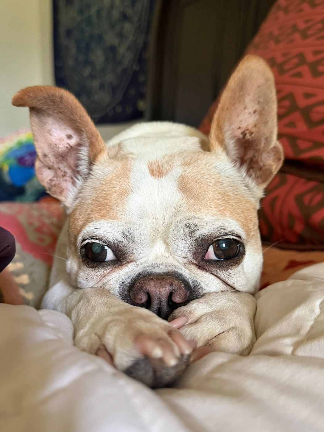 Pet photo 98
