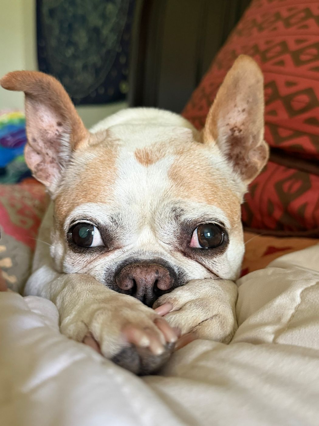 Pet photo 99