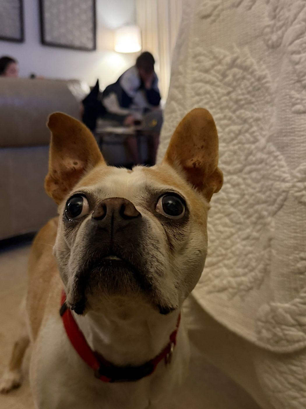 Pet photo 100
