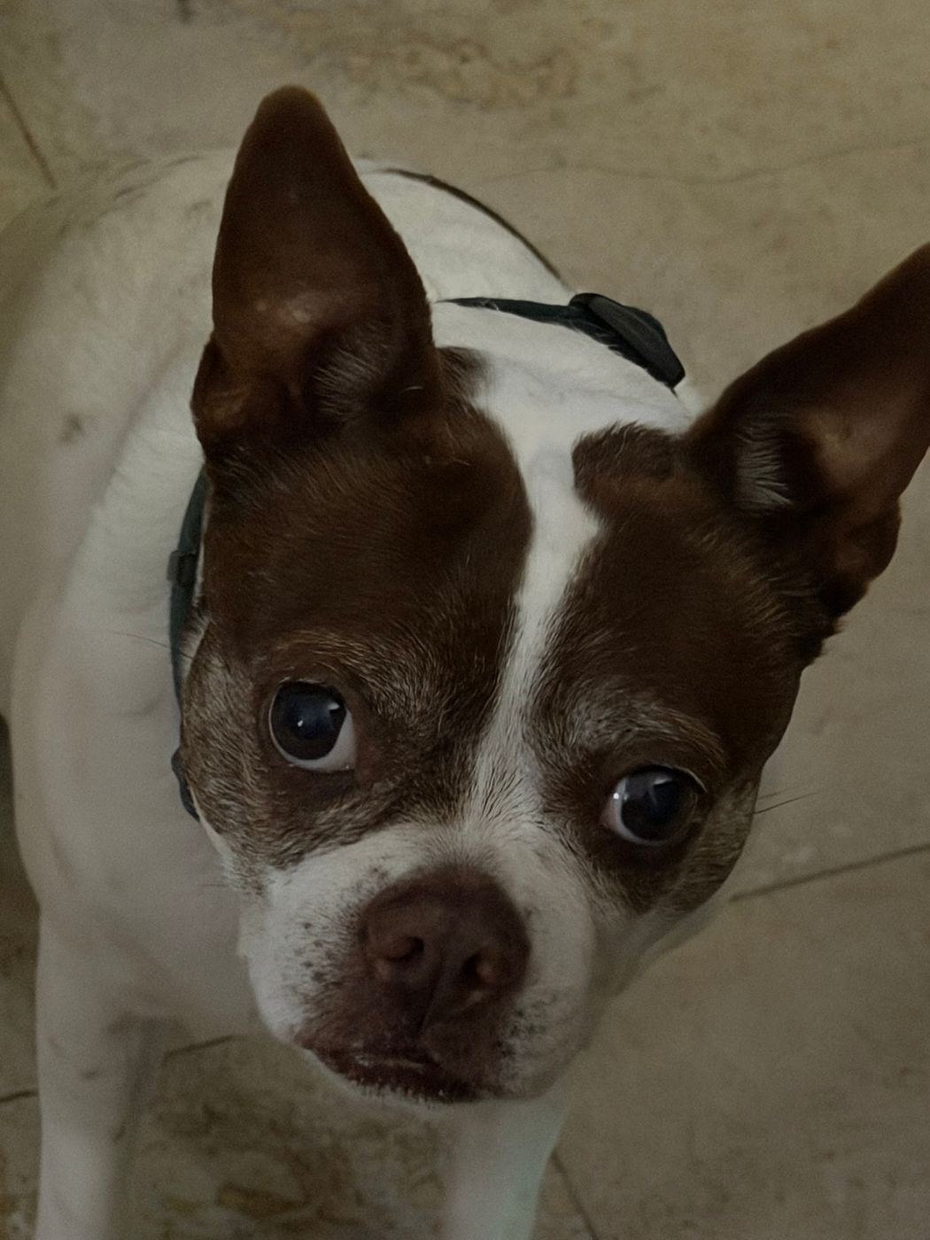 Pet photo 101