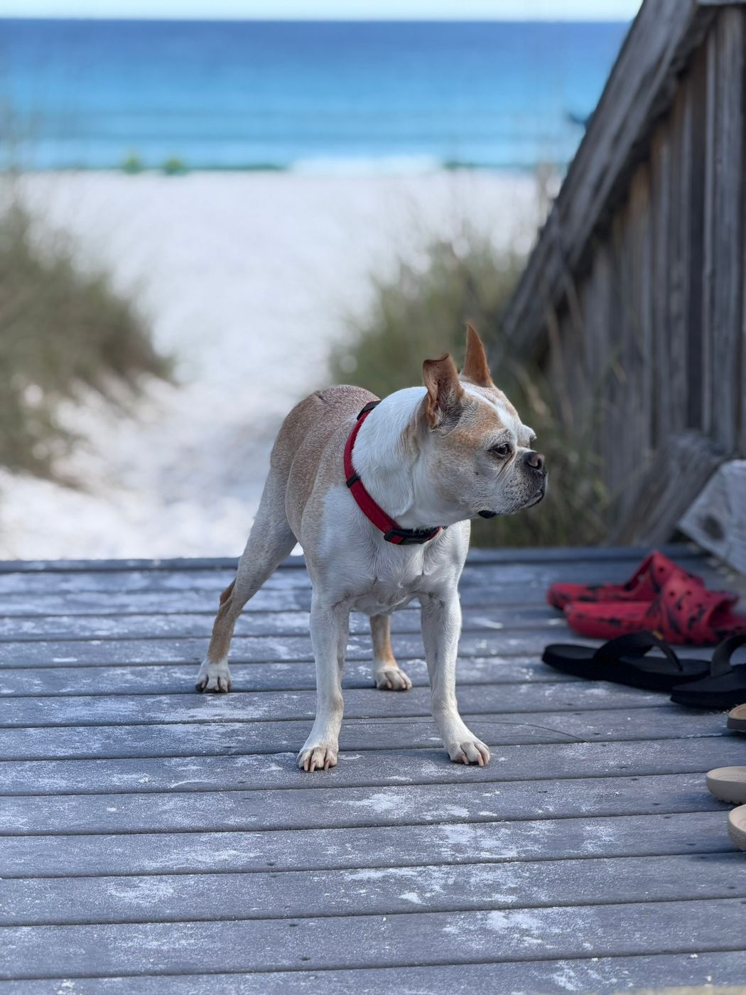 Pet photo 102