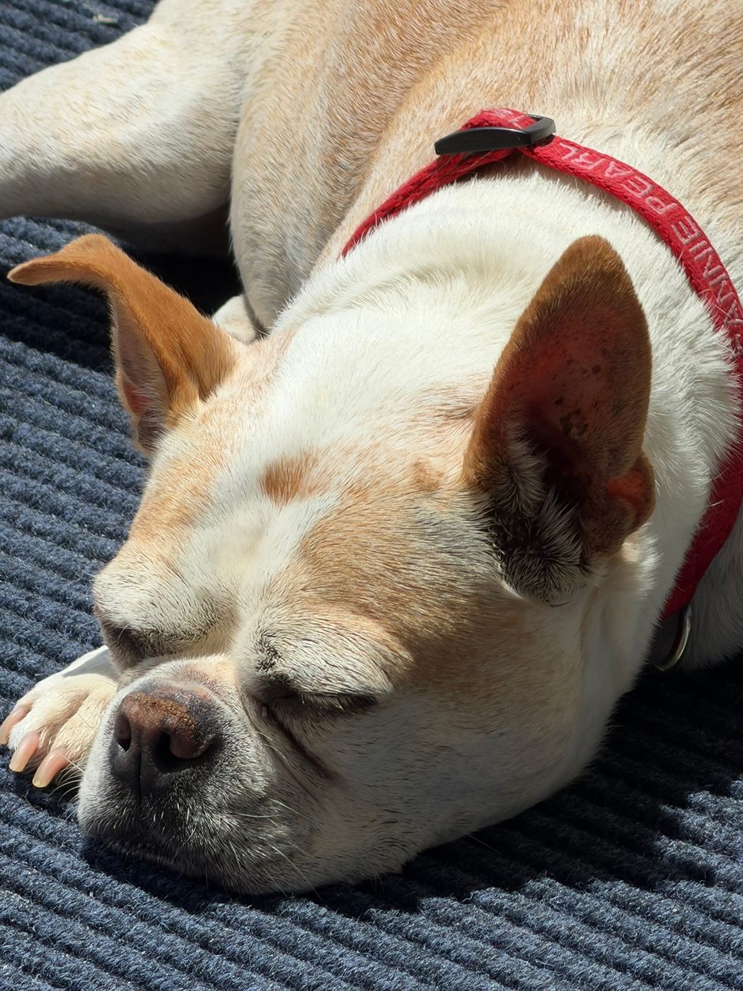 Pet photo 103
